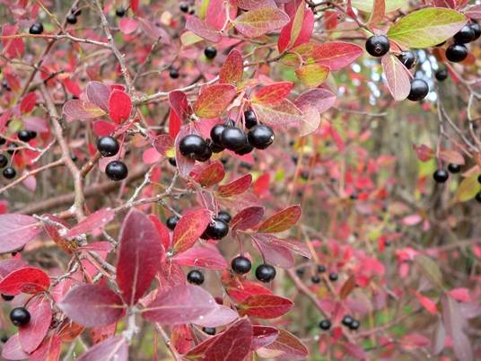 {Vaccinium arboreum}